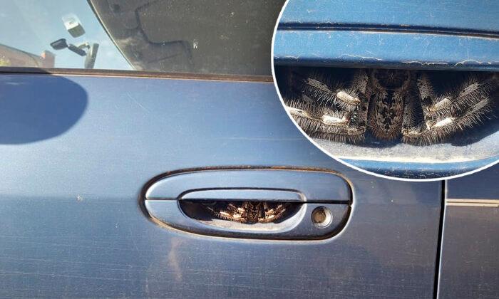 Australian Woman Horrified to Discover Giant Spider Hiding Inside Car Door Handle