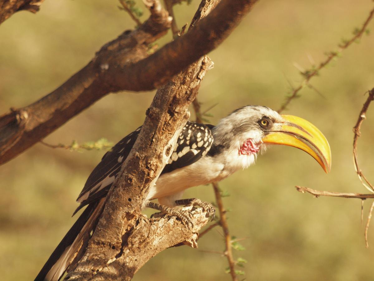 A southern yellow-billed hornbill perched alongside the park road at Samburu National Park. (Kevin Revolinski)