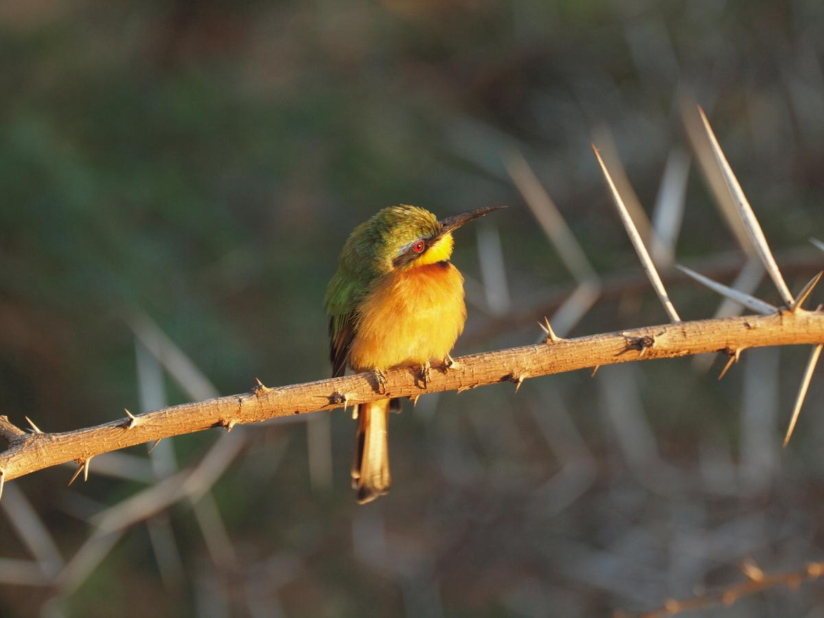 A little bee-eater basks in the sunrise. (Kevin Revolinski)