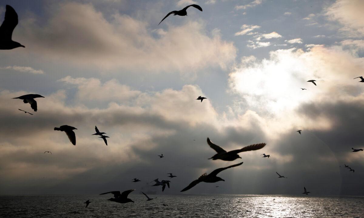 Seagulls fly past the Boulogne-sur-Mer based trawler "Nicolas Jeremy" in the North Sea, off the coast of northern France on Dec. 8, 2020. (Pascal Rossignol/Reuters)