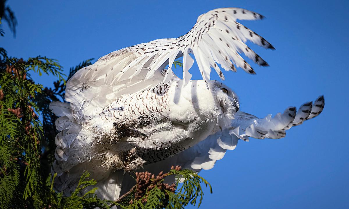 Photographer Captures Stunning Images of Snowy Owl in Washington in Once-in-a-Lifetime Moment