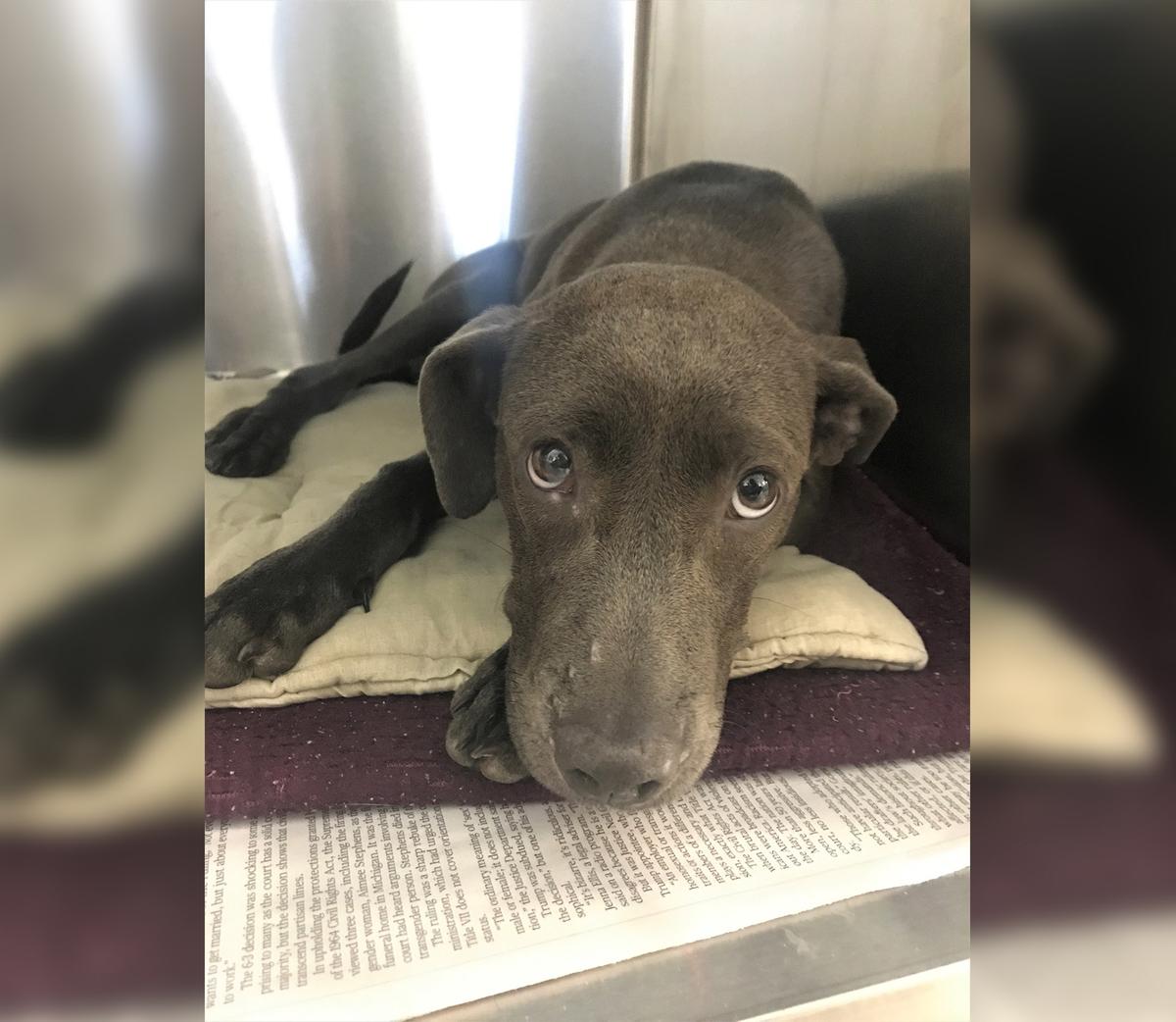 (<a href="https://sahumane.org/images/stories/pdf/employment/2020/12092020_Dog_peppered_with_shotgun_pellets_hopes_to_find_home_for_the_holidays_2.pdf">San Antonio Humane Society</a>)