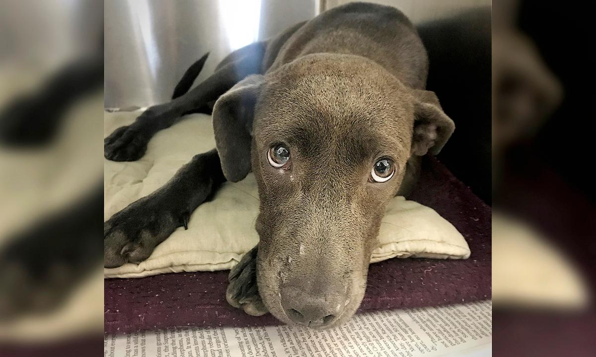 Puppy Found With 70 Shotgun Pellets Lodged in Her Body, Recovering Thanks to Humane Society