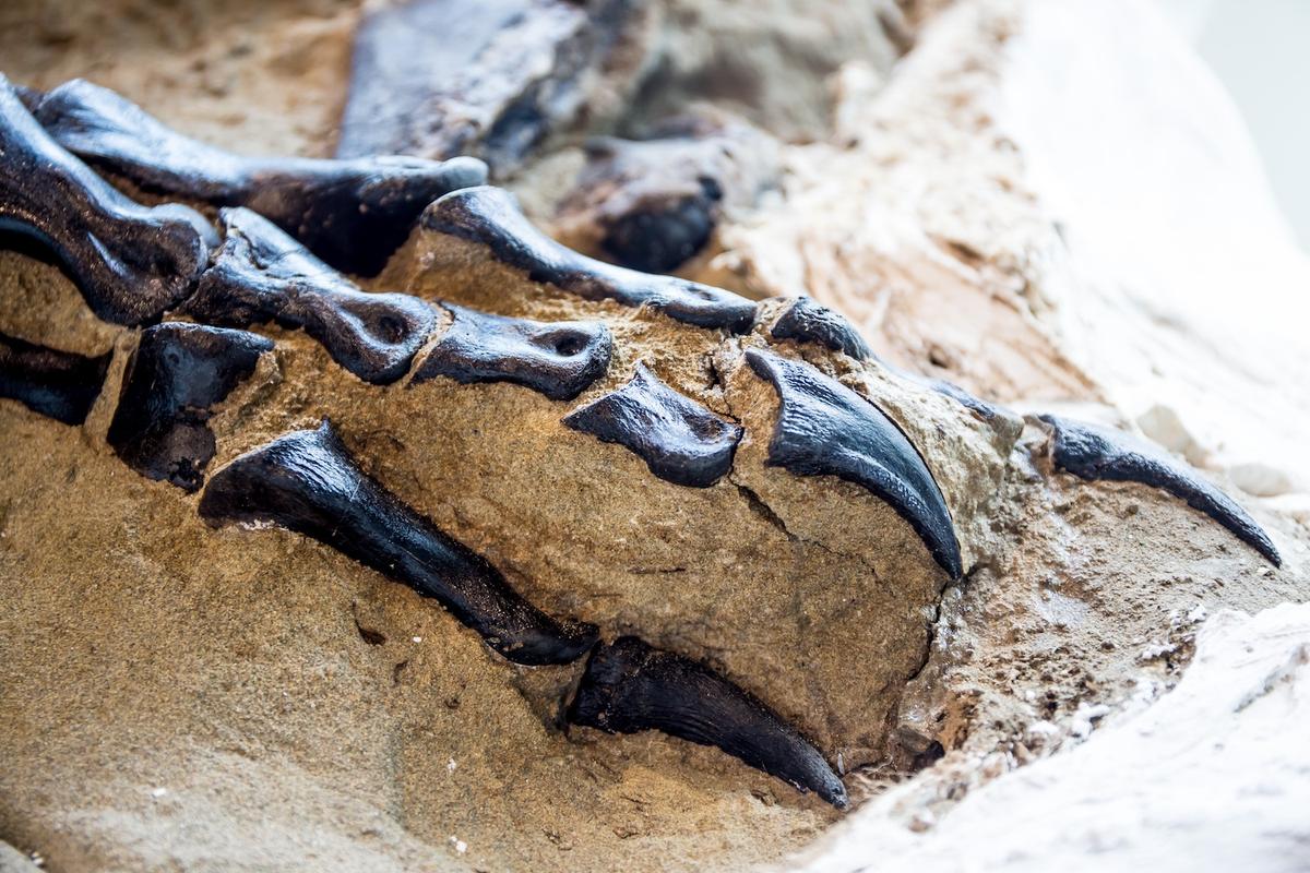 Tyrannosaurus rex foot (Courtesy of Matt Zeher/<a href="https://naturalsciences.org/">North Carolina Museum of Natural Sciences</a>)