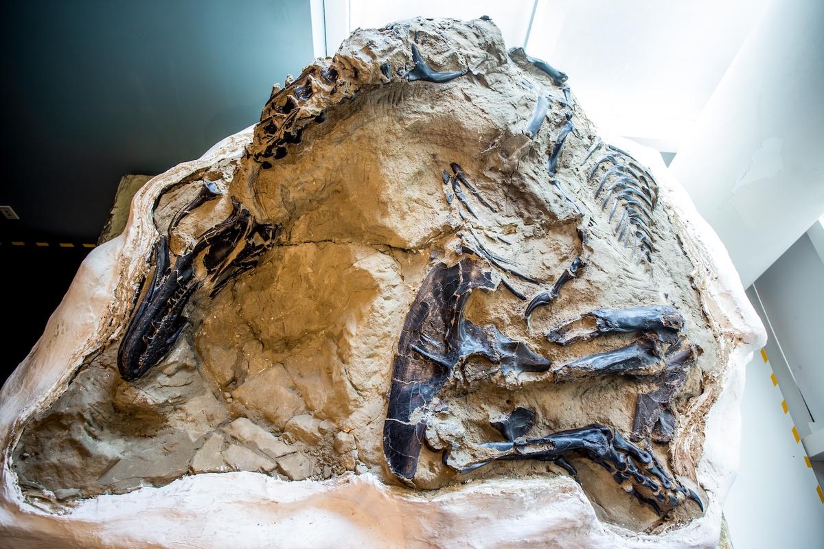Tyrannosaurus rex fossil (Courtesy of Matt Zeher/<a href="https://naturalsciences.org/">North Carolina Museum of Natural Sciences</a>)