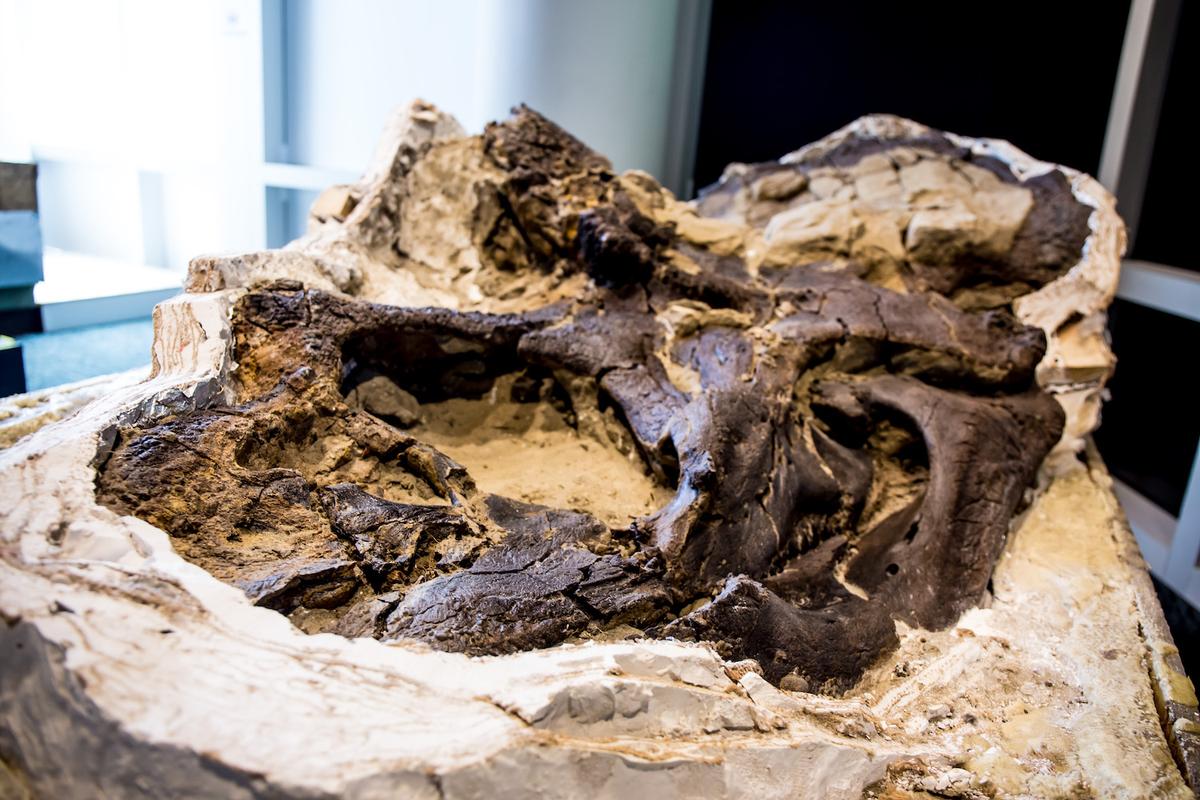 A fully grown triceratops horridus's skull. (Courtesy of Matt Zeher/<a href="https://naturalsciences.org/">North Carolina Museum of Natural Sciences</a>)