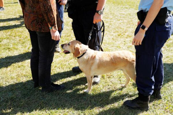 Police officers and drug detection dogs amongst festival-goers at Splendour In The Grass 2019 on July 19, 2019 in Byron Bay, Australia. (Photo by Mark Metcalfe/Getty Images)