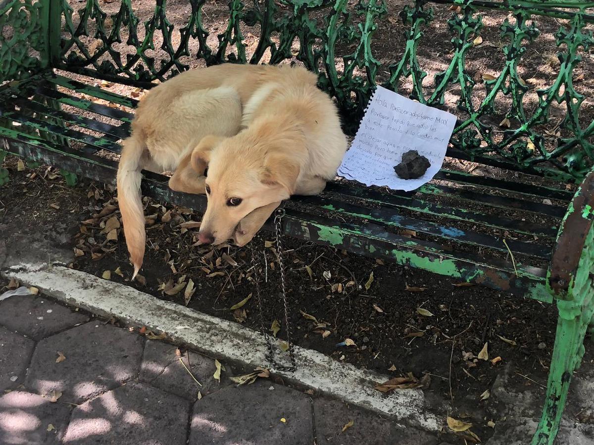 The 7-month-old puppy, Max, tied to a bench in Mexico City, Mexico, along with the note. (Courtesy of <a href="https://twitter.com/MascotaCoyoacan">Mascotas Coyoacán</a>)