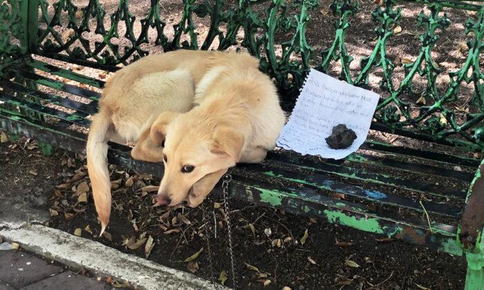 Abused, Mistreated Dog Left on Bench With Heartbreaking Note: ‘Please Adopt Me’
