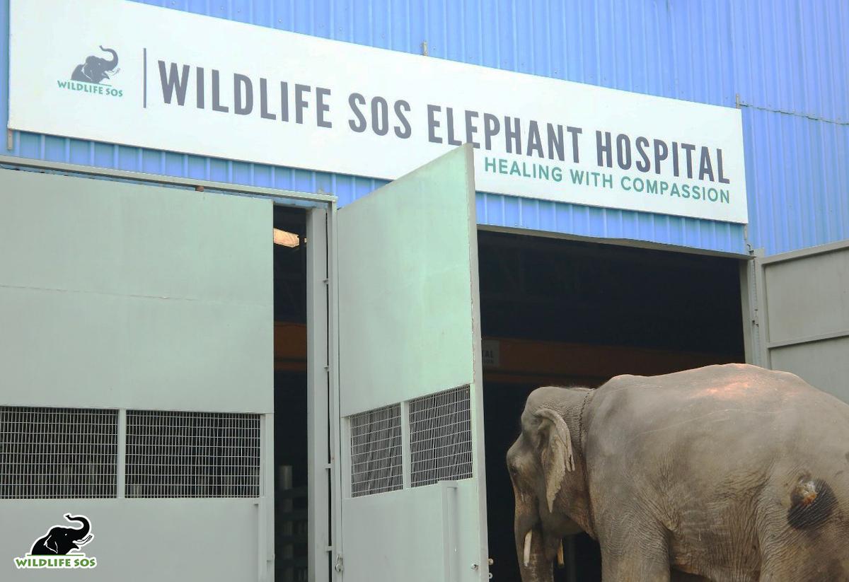 Jai arriving at the Elephant Hospital. (Courtesy of <a href="https://wildlifesos.org/">Wildlife SOS</a>)