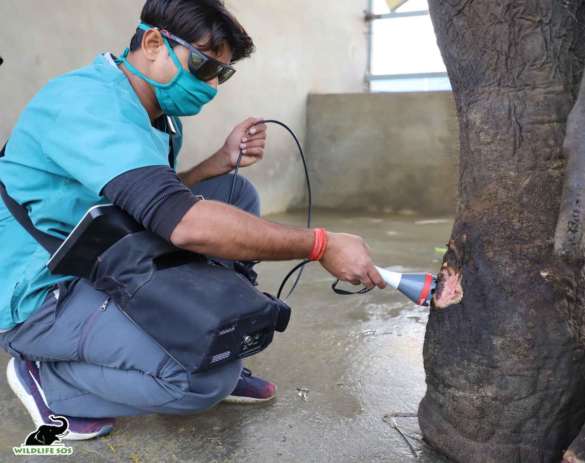 A Wildlife SOS vet administering laser therapy treatment for Jai to help reduce the pain in his legs. (Courtesy of <a href="https://wildlifesos.org/">Wildlife SOS</a>)