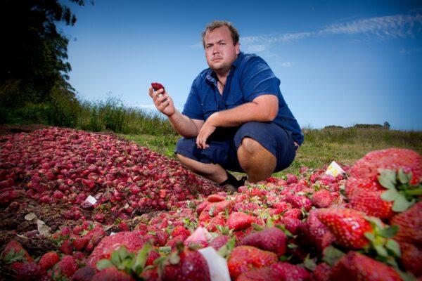 Braetop Berries strawberry farmer Aidan Young on his farm in the Glass House Mountains in Queensland on Sept. 20, 2018. (Patrick Hamilton / AFP via Getty Images)
