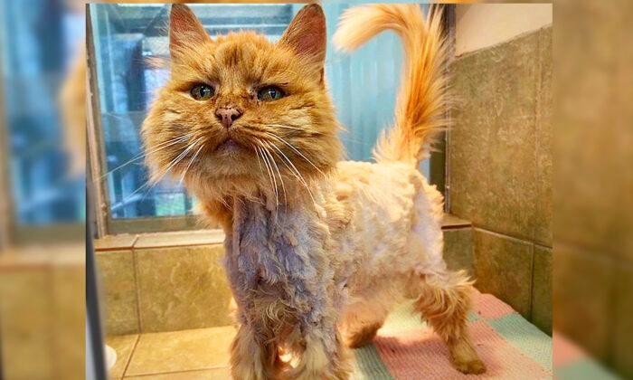 Emaciated Cat Thrown Into a River Was Drowning–Until Anonymous Dog Walker Rescued Her