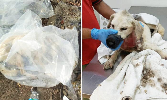 Driver Sees Critically Injured Dog Dumped in Plastic Bag by 3 Men, Calls Rescuers