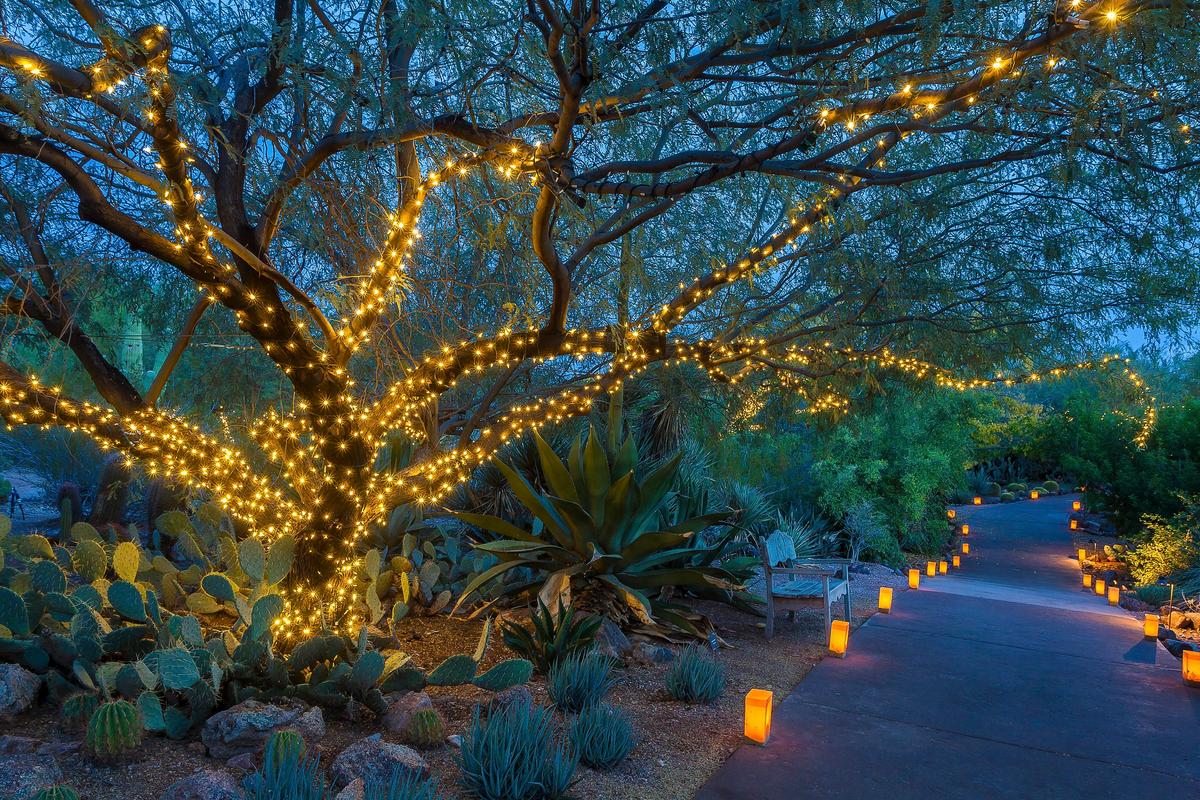 Las Noches de las Luminarias at the Desert Botanical Garden in Phoenix. (Courtesy of Desert Botanical Garden)