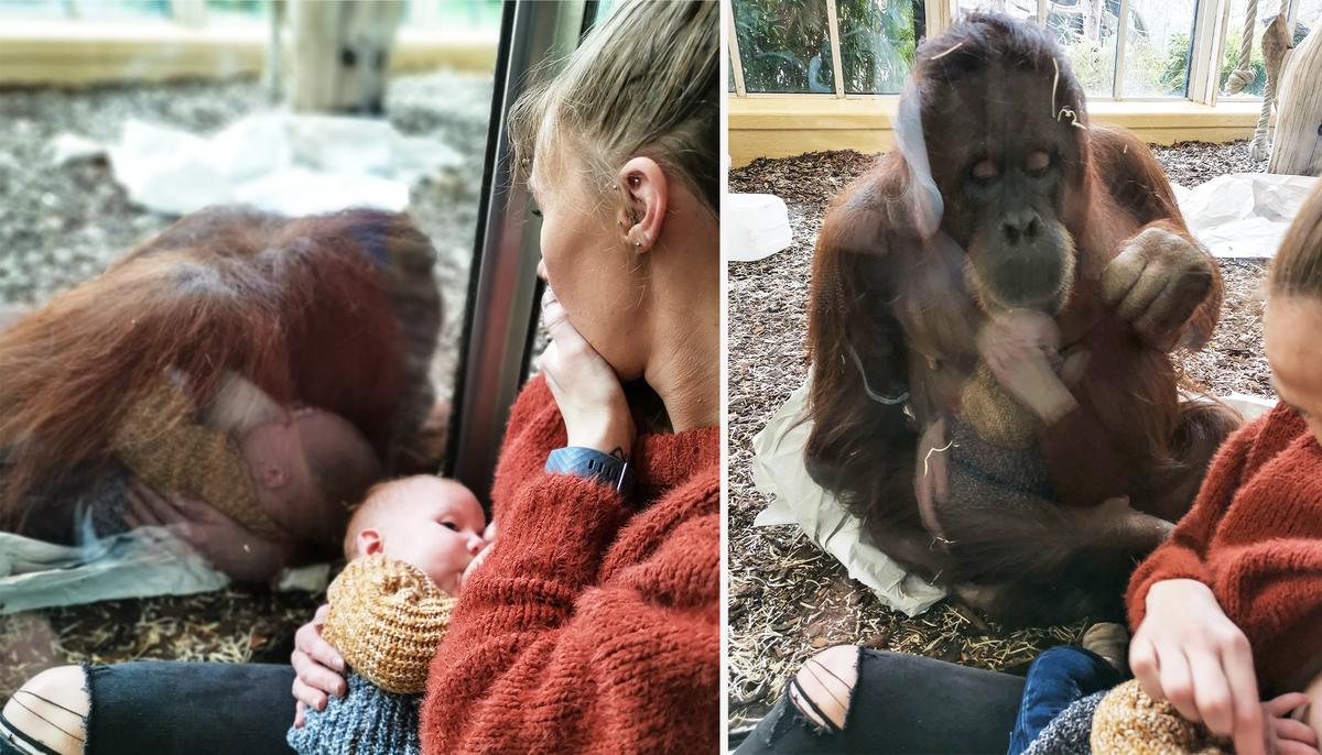 Mom Shares Emotional Moment an Orangutan That Suffered Stillbirth Watches Her Breastfeed Son
