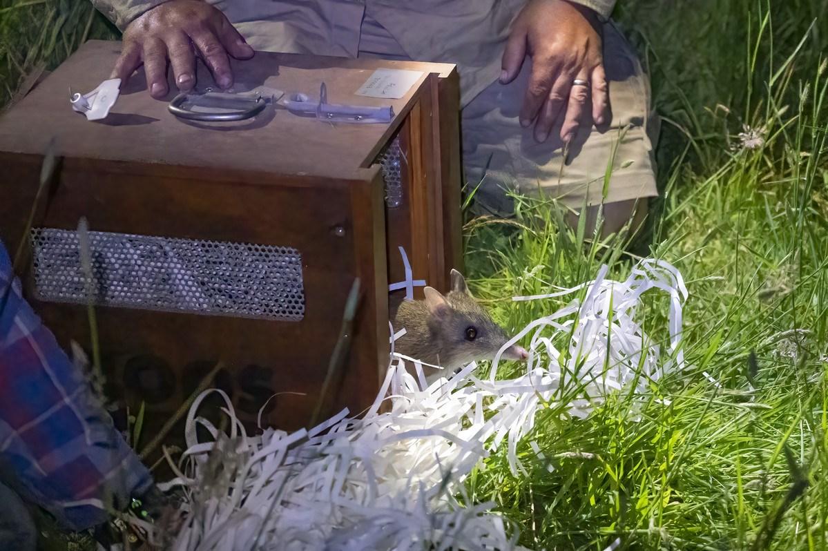 A bandicoot is released into a fox-free native wild. (Zoos Victoria)