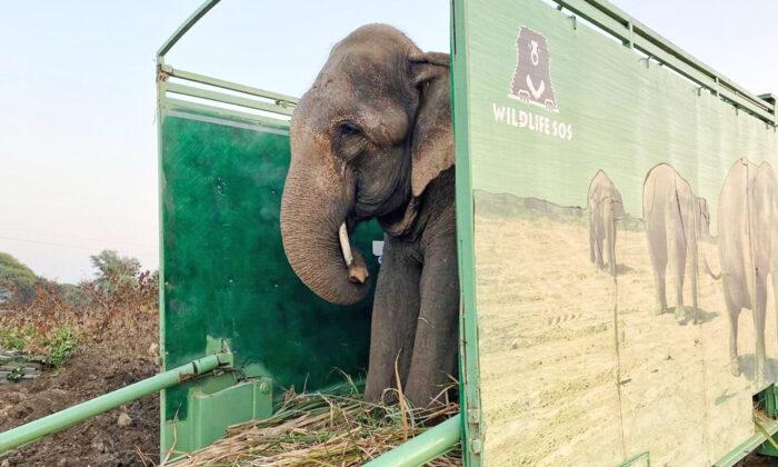 Elephant That Begged for 40 Years With Spiked Chains Tied Around Legs Is Finally Free