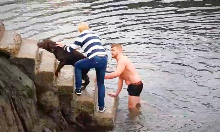 Rugby Player Plunges Into Freezing Water to Rescue Lab Caught in Mooring Lines in Ireland