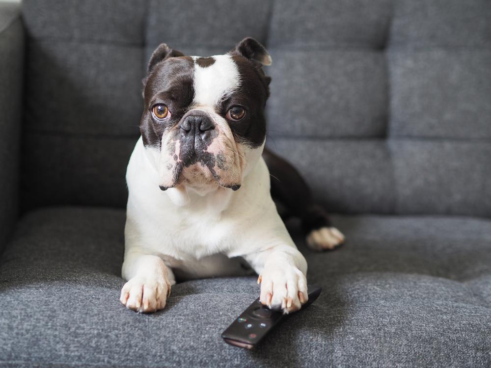 Ask the Vet: Battery Ingestion Can Cause Severe Damage