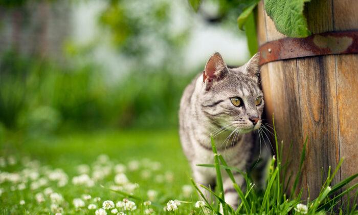 5 Easy Ways to Keep Cats out of Your Yard and Garden