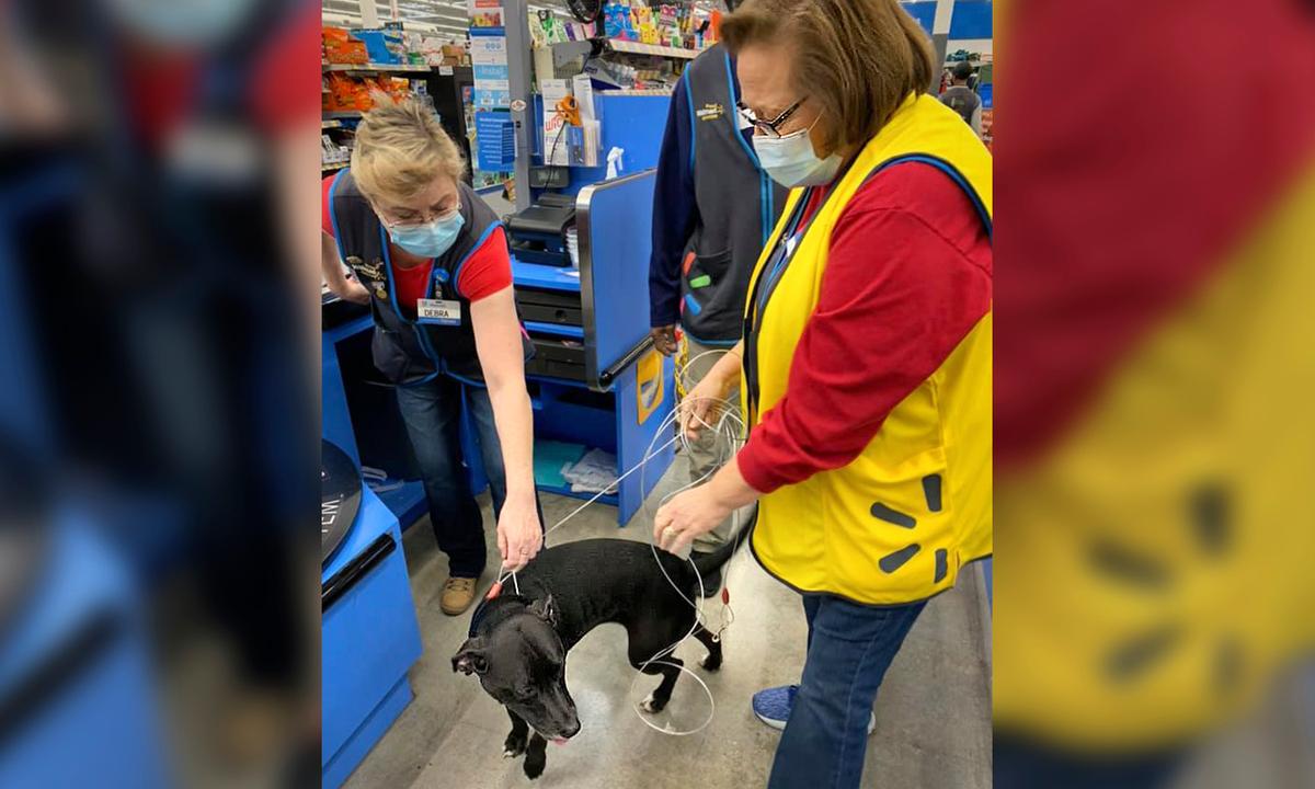 Reunion at Walmart: Dog Lost for 3 Weeks Wanders Into Store to Find Owner at Work