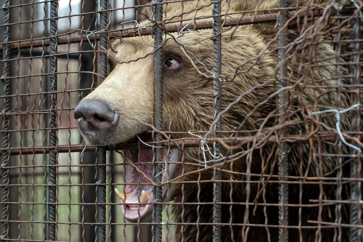 Teddy was being kept illegally in poor conditions in Shtip Zoo in Northern Macedonia. (Courtesy of Hristo Vladev via <a href="http://www.four-paws.us/">FOUR PAWS</a>)