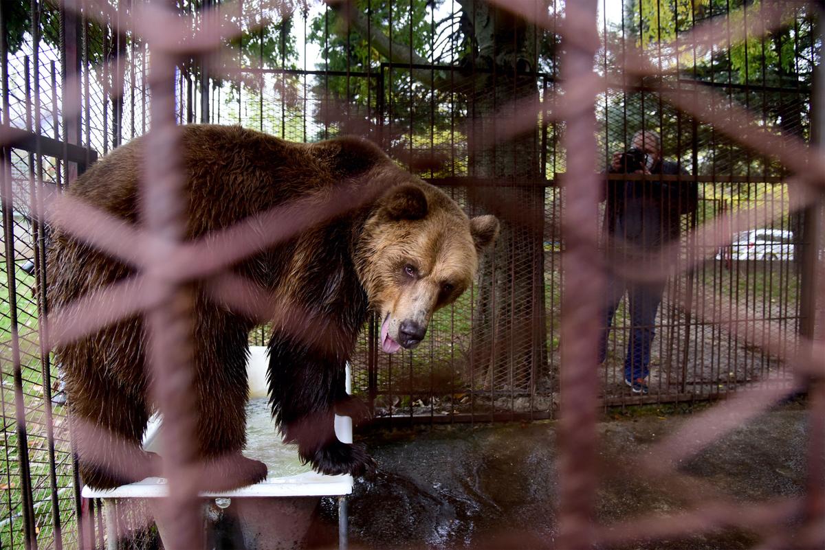Rescue of bear Teddy from the zoo of Shtip to DBP Belitsa, Bulgaria. (Courtesy of Nake Batev via <a href="http://www.four-paws.us/">FOUR PAWS</a>)