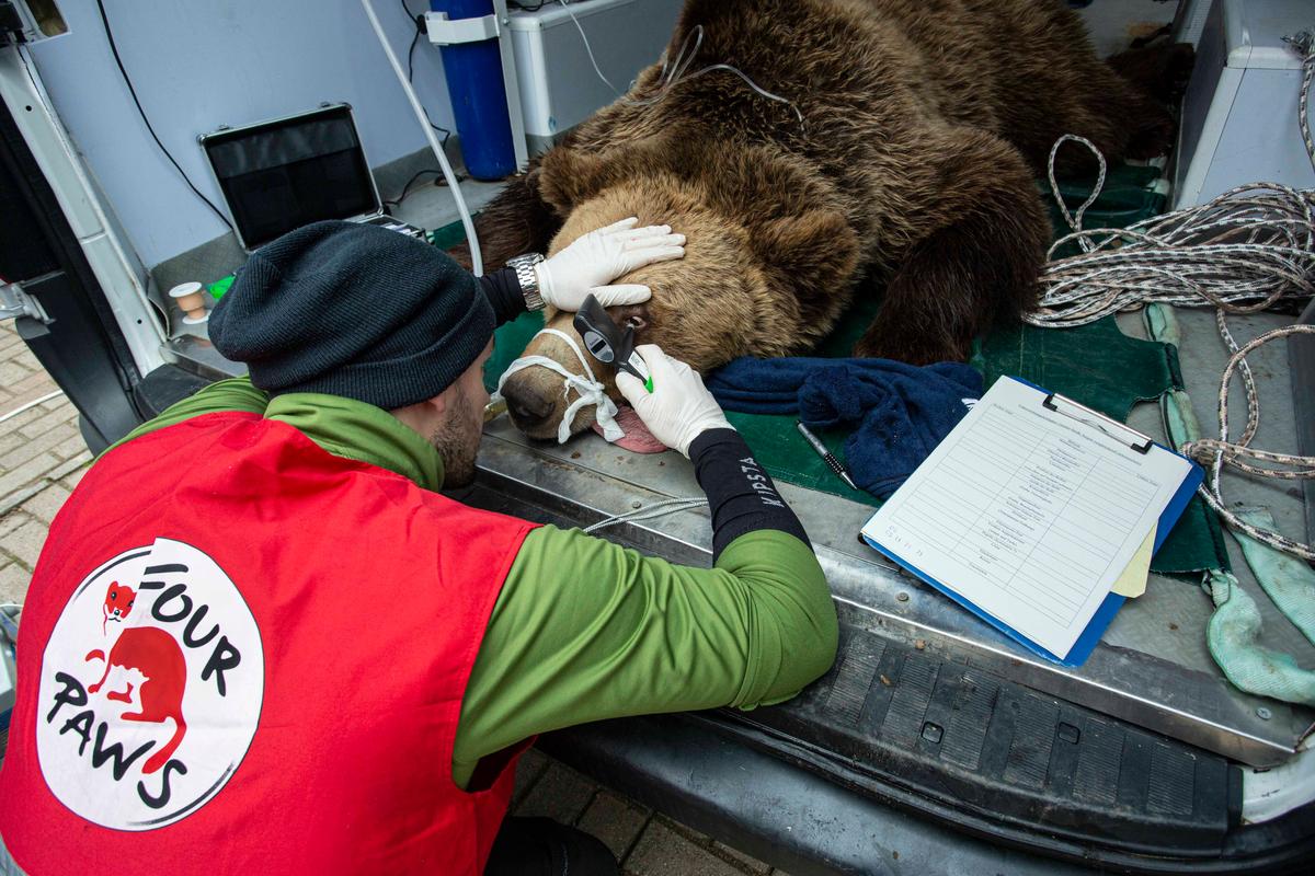 Vaccination and microchipping of bear Teddy. (Courtesy of Hristo Vladev via <a href="http://www.four-paws.us/">FOUR PAWS</a>)