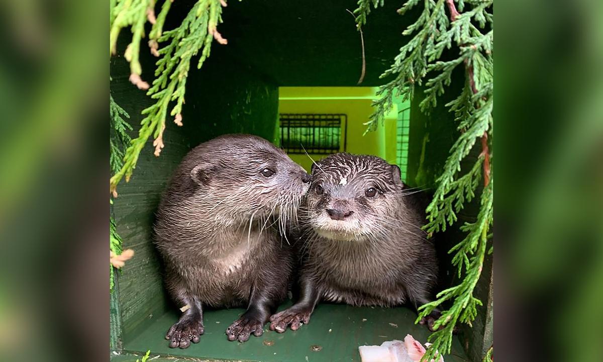 Sea Life Animals Find Their 'Significant Otter' Thanks to Dating Site for Lonely Animals