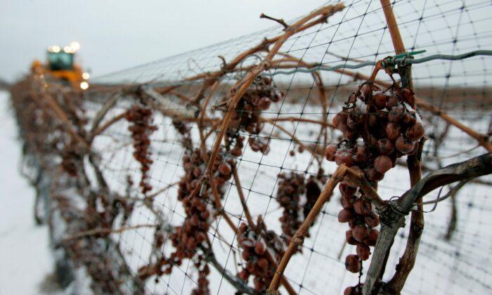 Limited Quantity of Ontario Icewine Likely to Make 2020 Bottles in High Demand