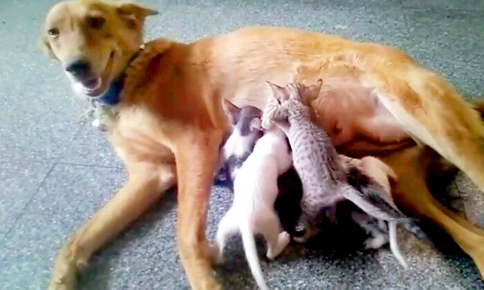 Mother Dog ‘Adopts’ Litter of 5 Kittens in Need After Their Mom Goes Missing