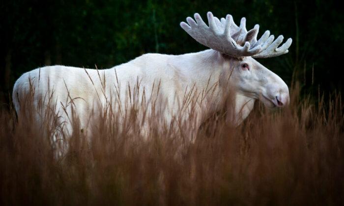 Wildlife Photographer Captures Stunning Images of a Rare White Moose in Swedish Forests