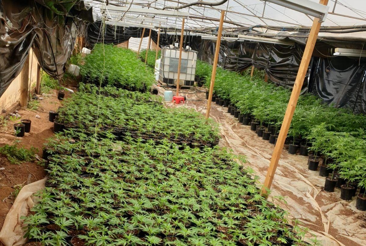 SA Police Bust Large Cannabis Crop of Over 10,000 Plants