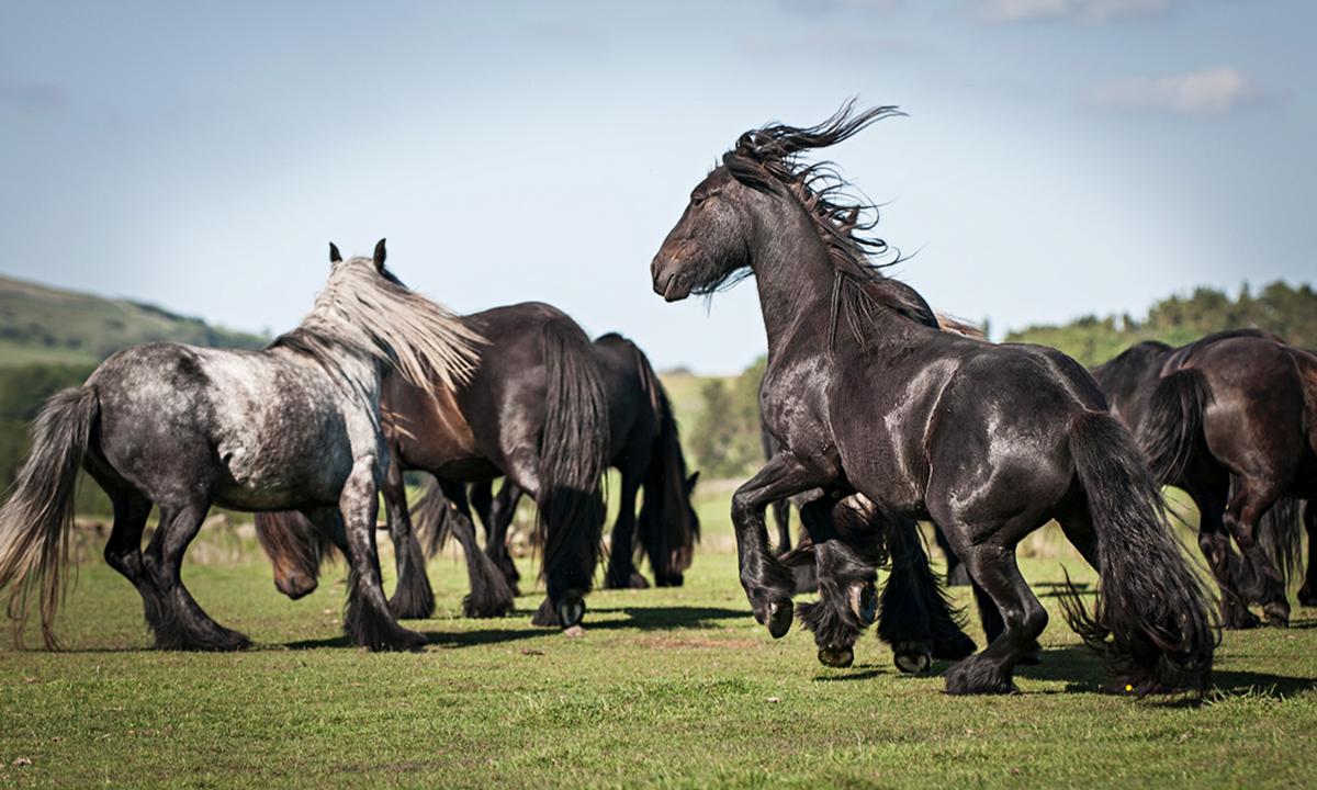 6 Spectacularly Beautiful Black Horse Breeds to Inspire Your Sense of Mystery and Romance