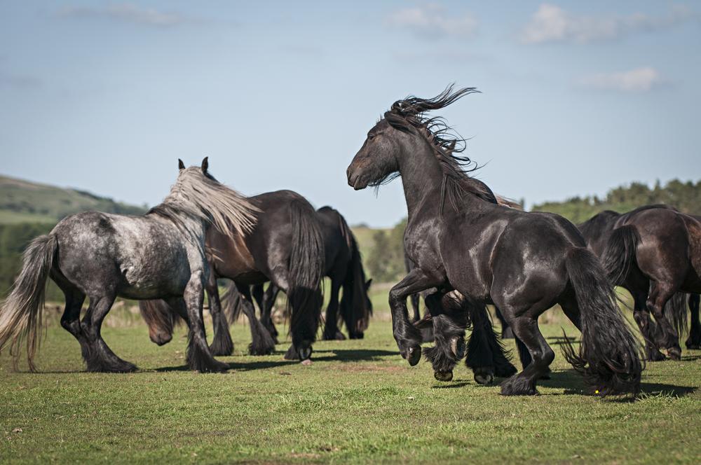 (Nicole Ciscato/Shutterstock)