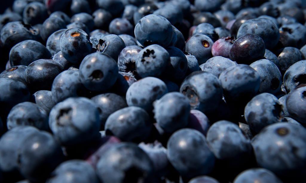 BC Helps Fund Blueberry Farmers Against US Trade Commission Investigation