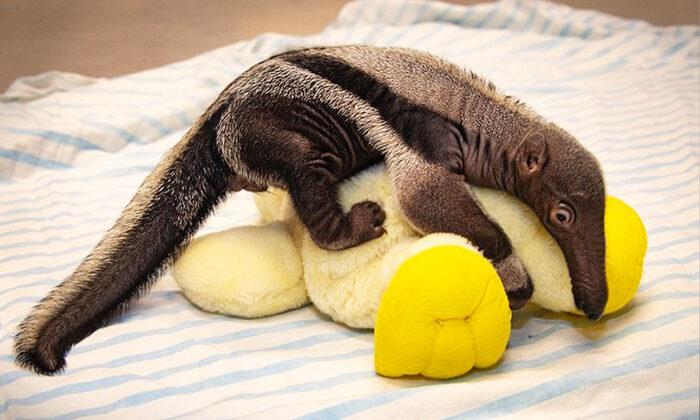 Baby Giant Anteater Born at Miami Zoo Rejected by Mother, Survives Despite All Odds