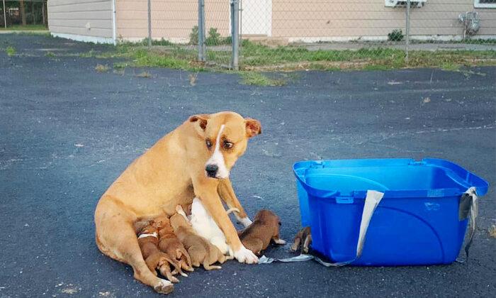 Boxer Mom Abandoned in Parking Lot With 9 Puppies Finds Forever Family for Christmas