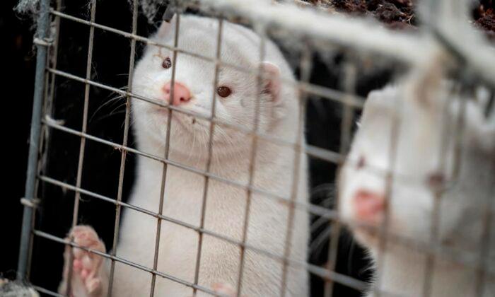 B.C. Mink Farmer Destroys 1,000 Animals After Some Test Positive for COVID-19