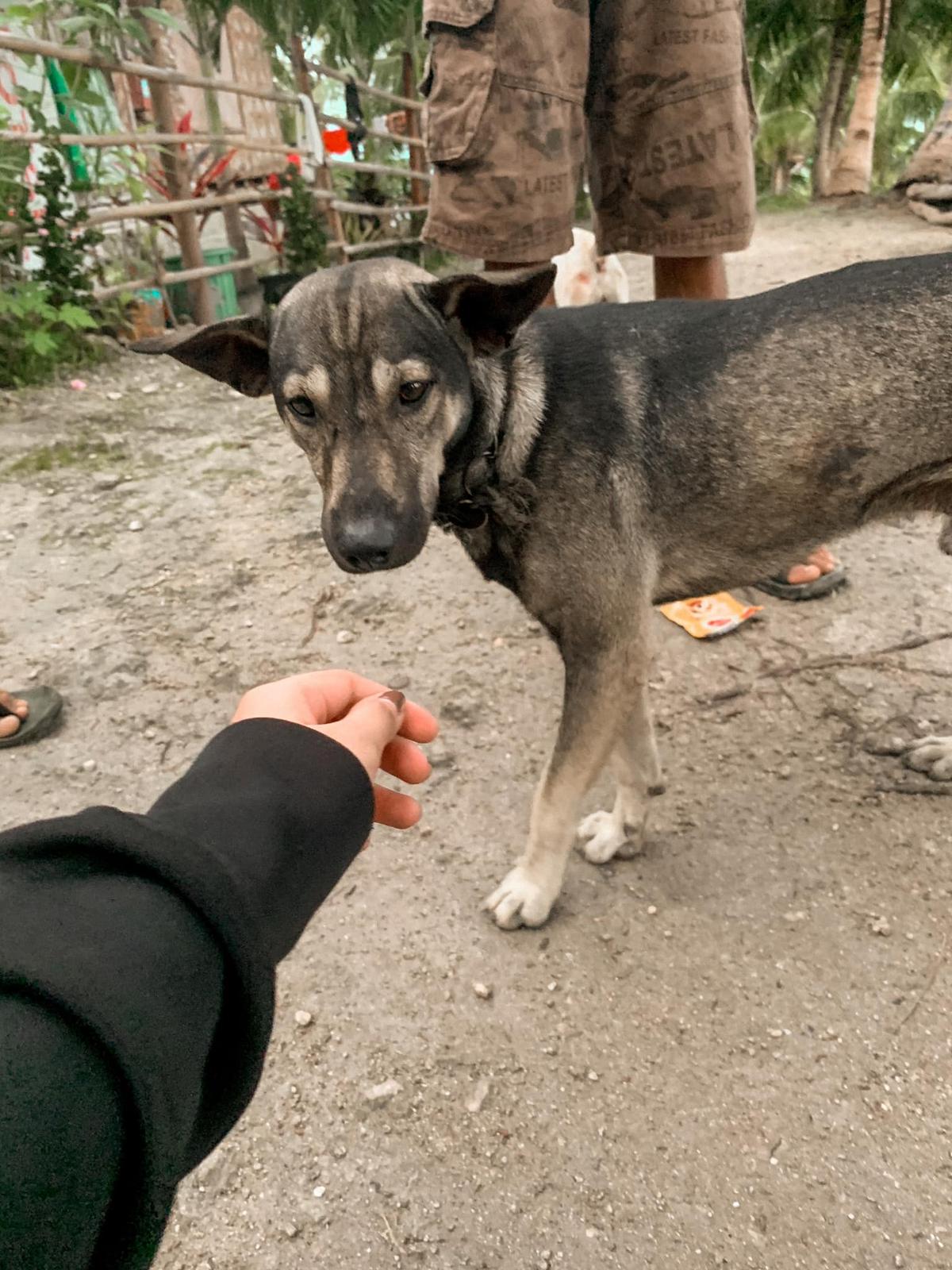 Blacky, identified as one of 10 dogs owned by Kuya Lyndon Olingay of Barangay, Magcagong. (Courtesy of <a href="https://www.facebook.com/hopeforstrayscebu/">Hope for Strays</a>)