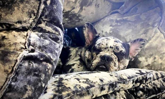 ‘Vanishing’ French Merle Bulldogs Camouflage So Perfectly to Crushed Velvet Sofa, They Disappear Completely