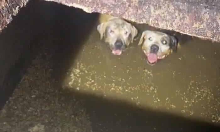 Two Runaway Dogs Trapped Neck-Deep in Septic Tank Rescued in the Nick of Time