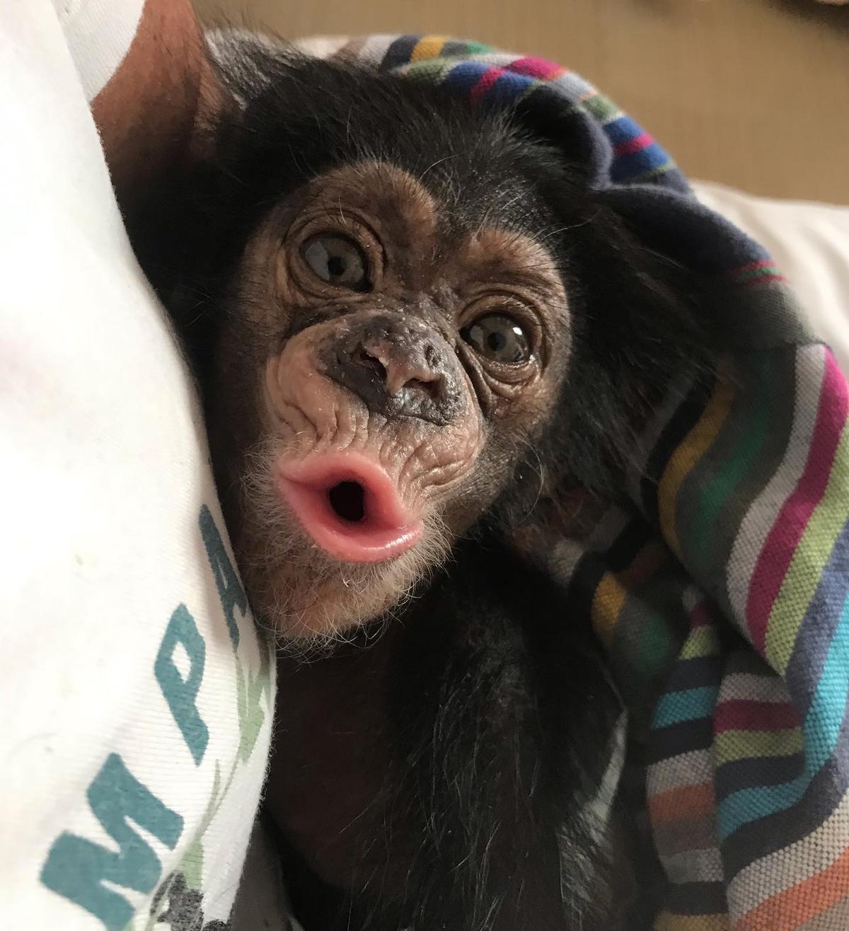 (Courtesy of <a href="https://www.liberiachimpanzeerescue.org/">Liberia Chimpanzee Rescue</a>)