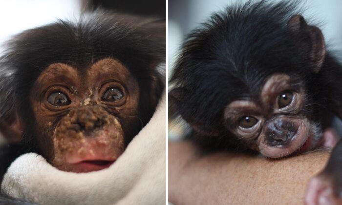 Orphaned Baby Chimpanzee Recovers After Falling From Tree as Mom Was Killed by Poachers