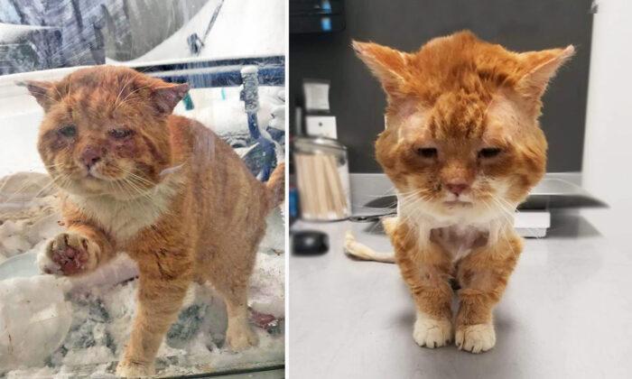 Stray Cat With Rotten Teeth and Frostbite That Knocked on Woman’s Door Gets a Second Chance