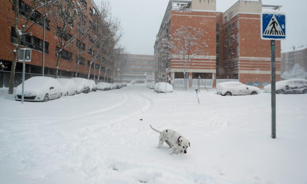 A dog goes deep in snow during a heavy snowfall in Madrid, Spain, on Jan. 9, 2021. (Susana Vera/Reuters)