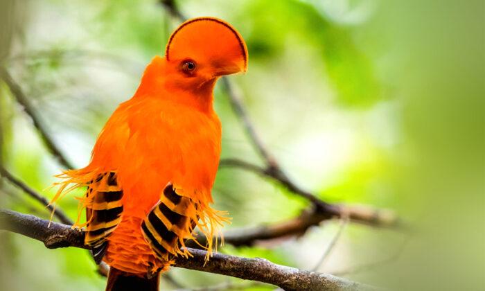 Bird With Unusual Half-Moon Crest Is the Must-See Species in Tropical Rainforests
