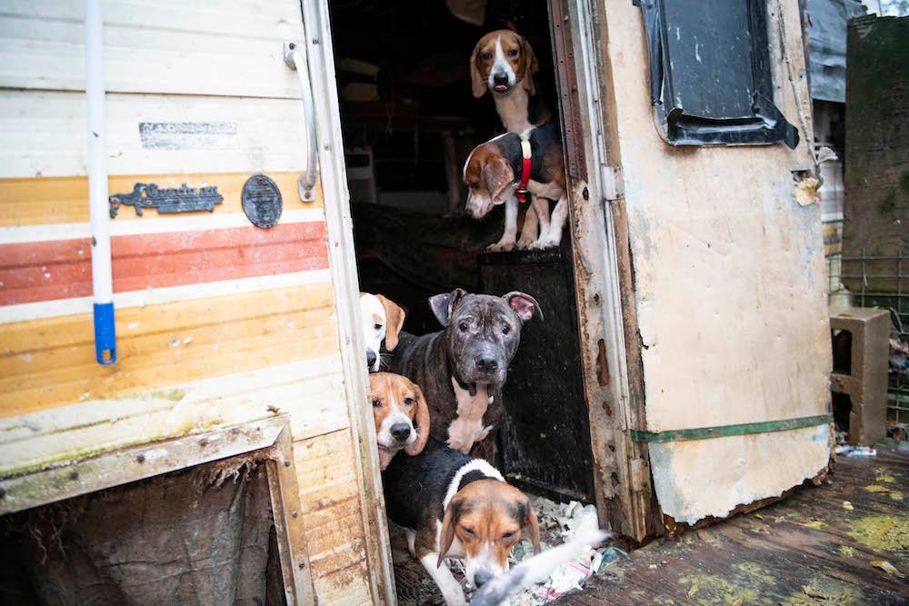The Humane Society assisted the Dixie County Sheriff’s Office in rescuing nearly 140 dogs from a residential property near Old Town, Florida, on Feb. 25, 2020. (Meredith Lee/<a href="https://www.humanesociety.org/">The HSUS</a>)