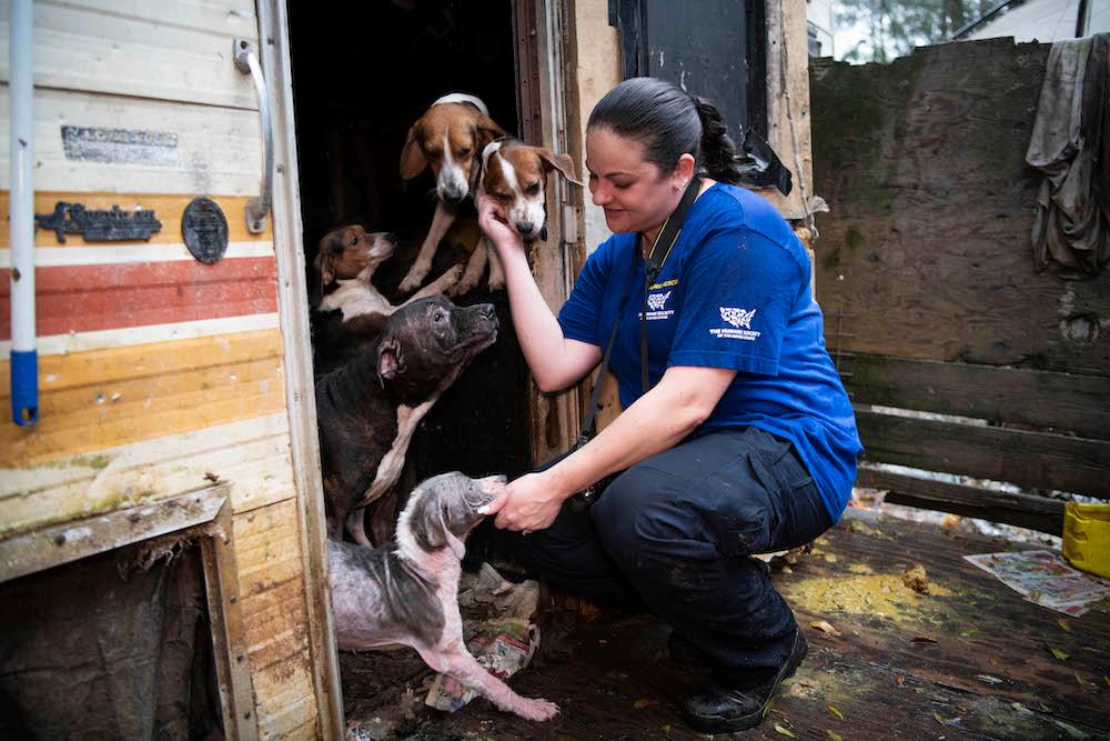 The Humane Society's Laura Koivula comforts dogs upon releasing them from a filthy trailer (Meredith Lee/<a href="https://www.humanesociety.org/">The HSUS</a>)